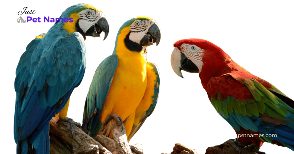 Cool Names for Parrots with meanings