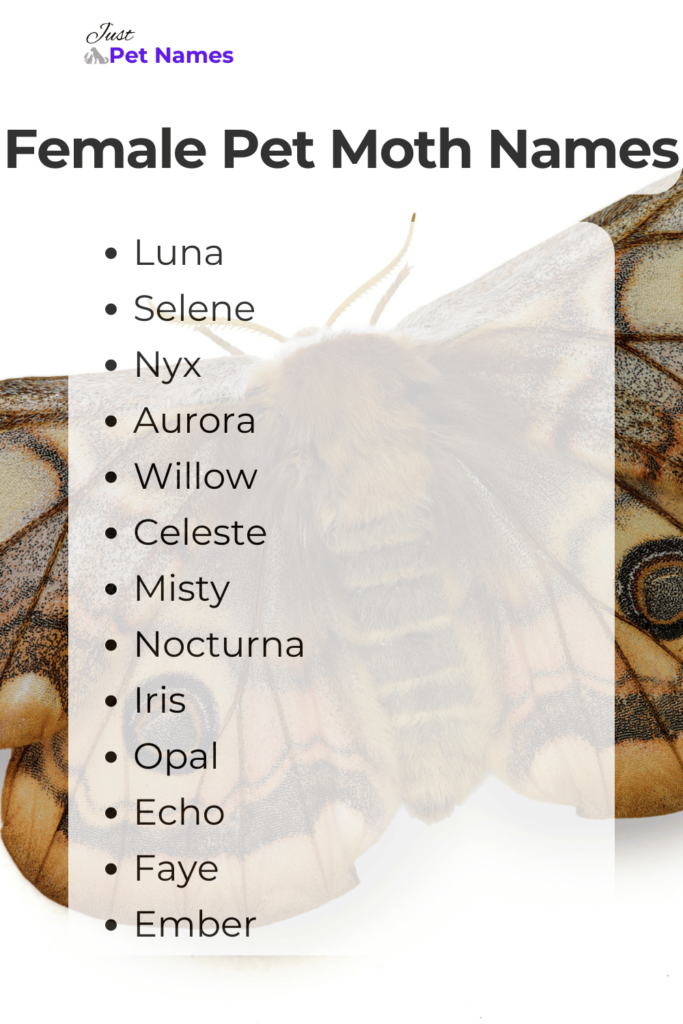 Female Pet Moth Names