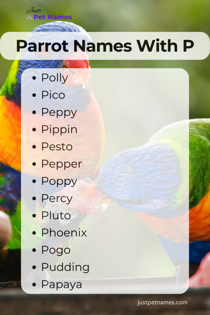 Parrot Names that Start with P