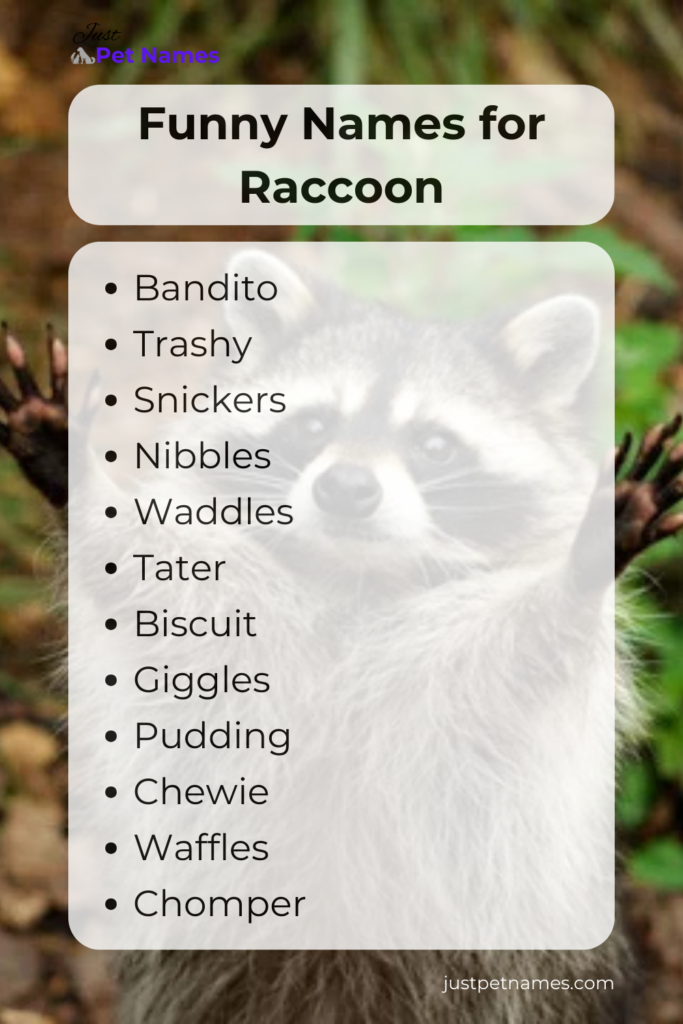 funny raccoon names