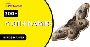 300+ Moth Names With Meanings