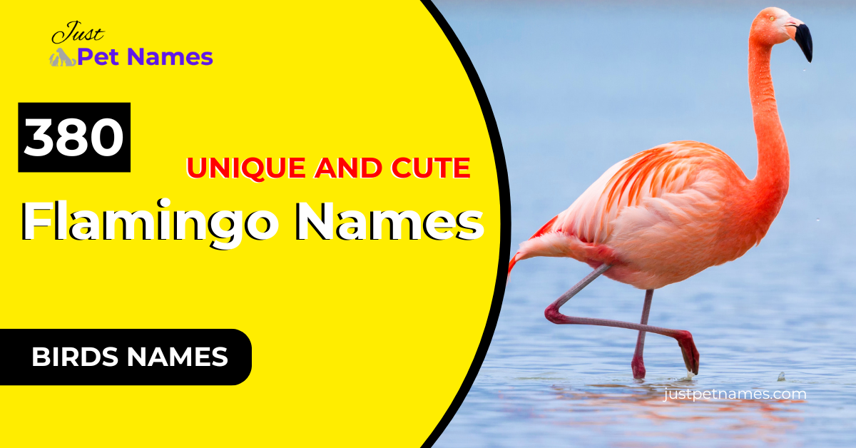 380+ Unique and Cute Flamingo Names With Meanings