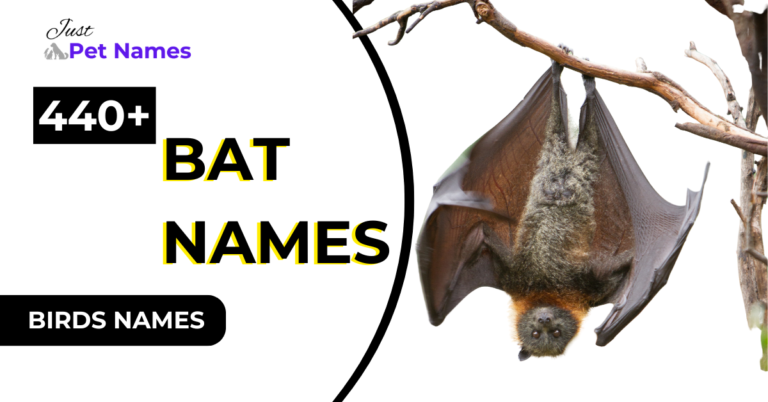 440+ Bat Names With Generator Cute, Mythical and More Ideas
