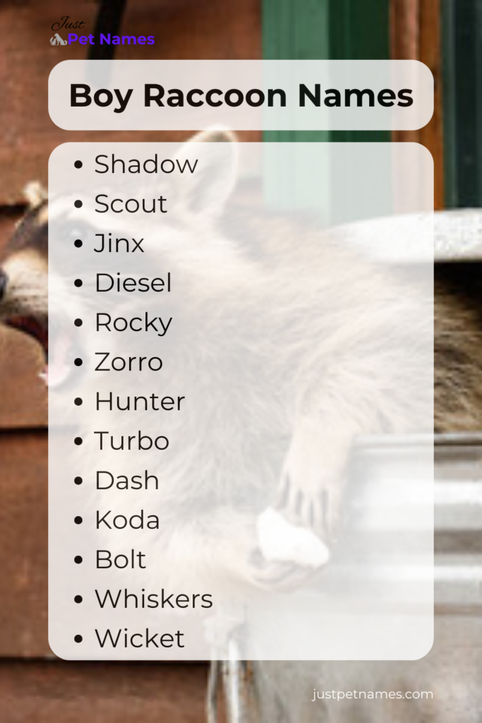 boy raccoon names