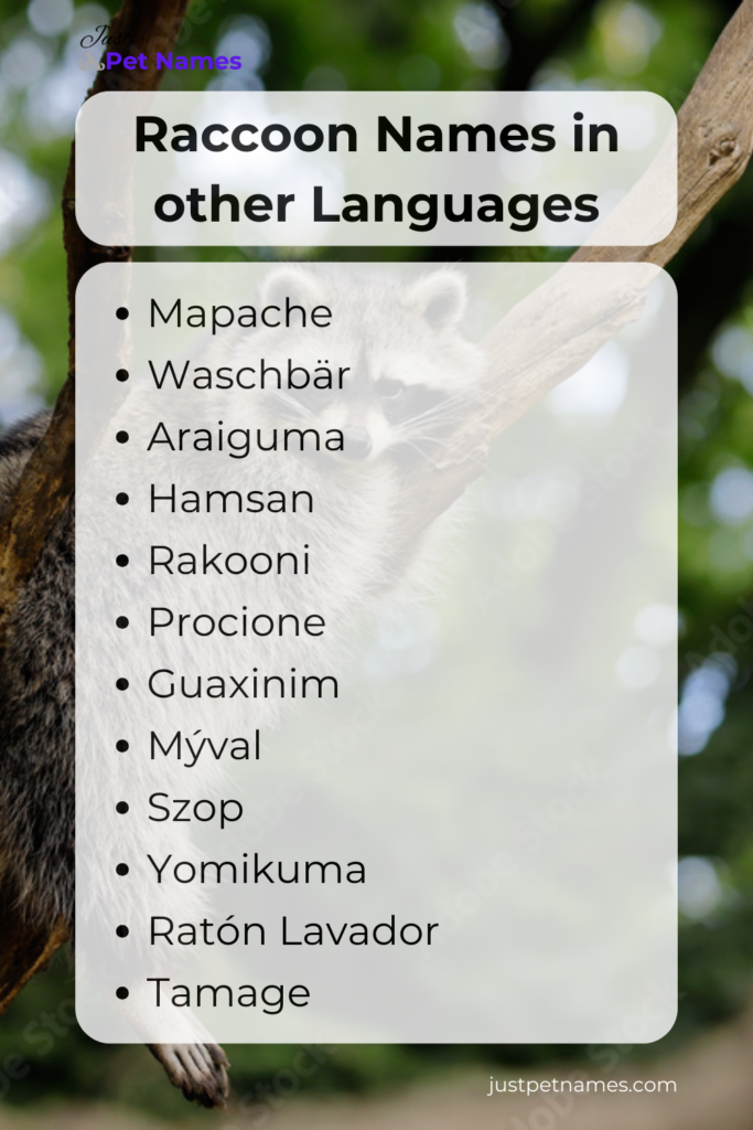 raccoon names in other languages