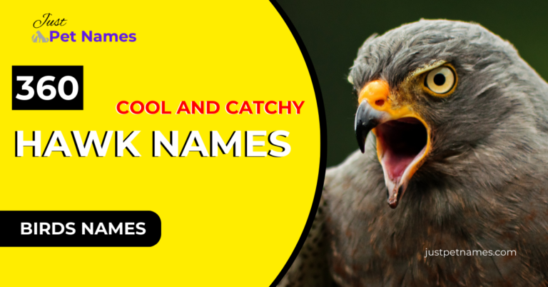 360 Cool and Unique Hawk Names With Meanings